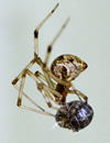 Spider-Decapod